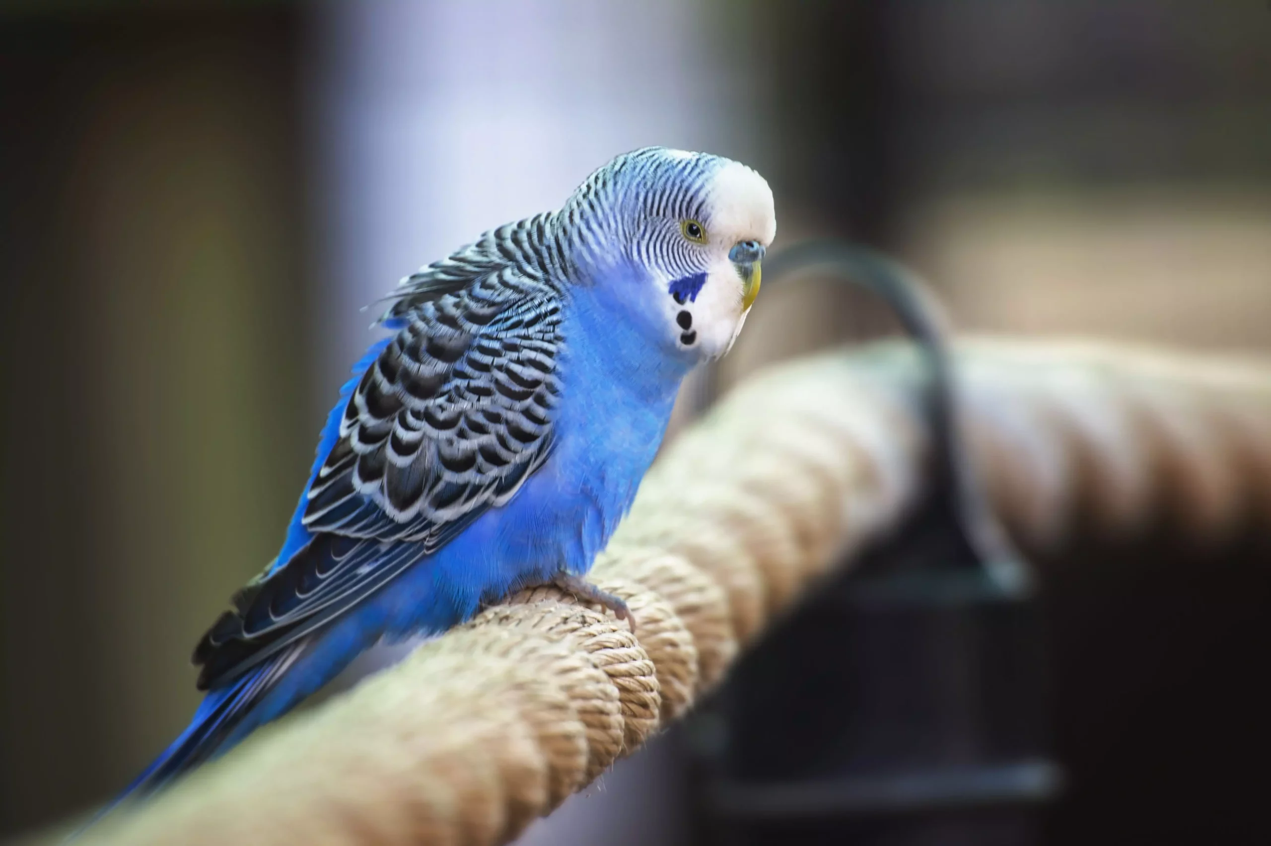 The Fascinating World of Parakeets: Understanding Their Unique Place in Aviculture