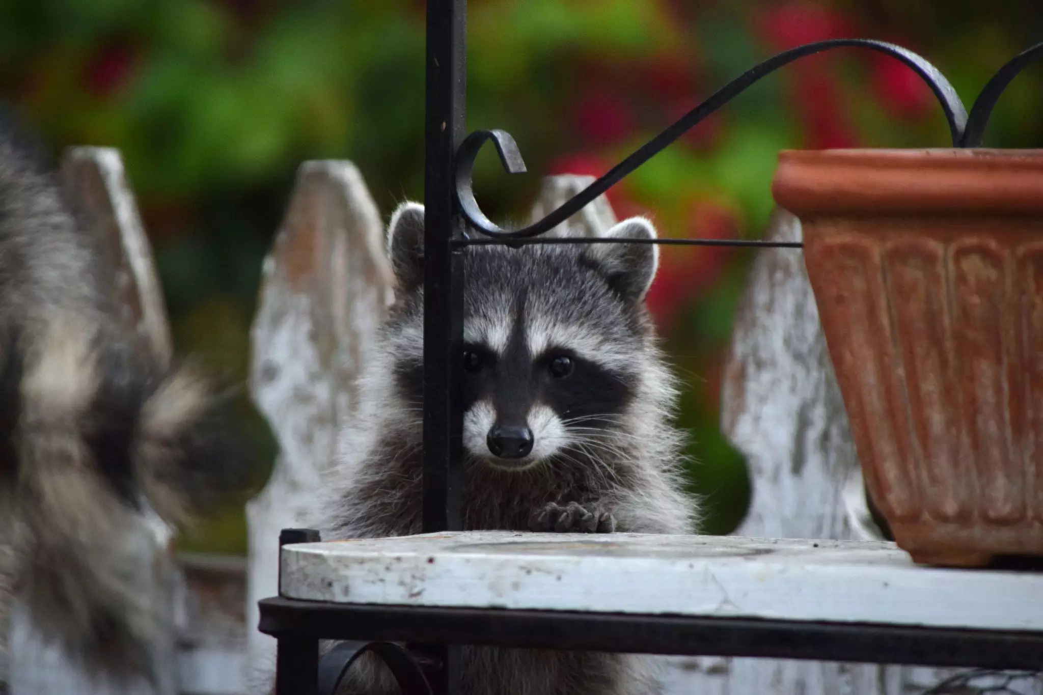 The Fascinating World of Raccoon Care: A Comprehensive Guide to Feeding and Enriching Your Pet