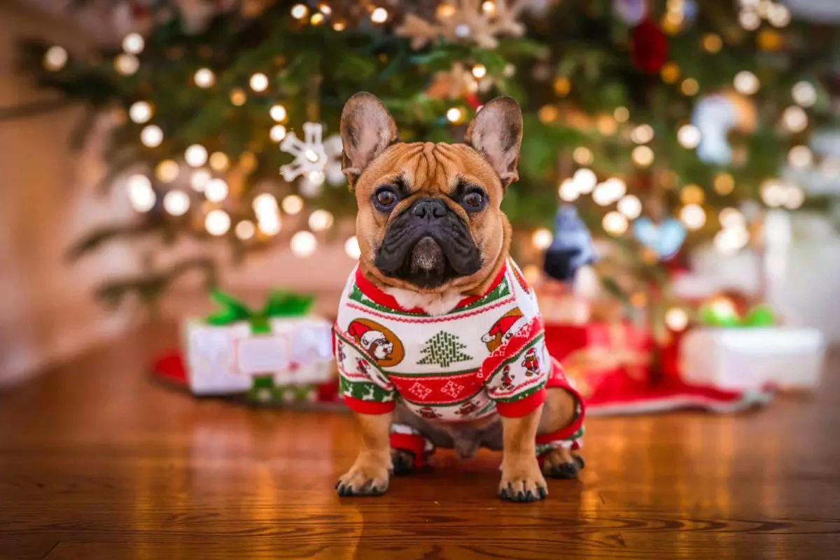 Ensuring a Safe and Joyful Holiday Season for Your Dog