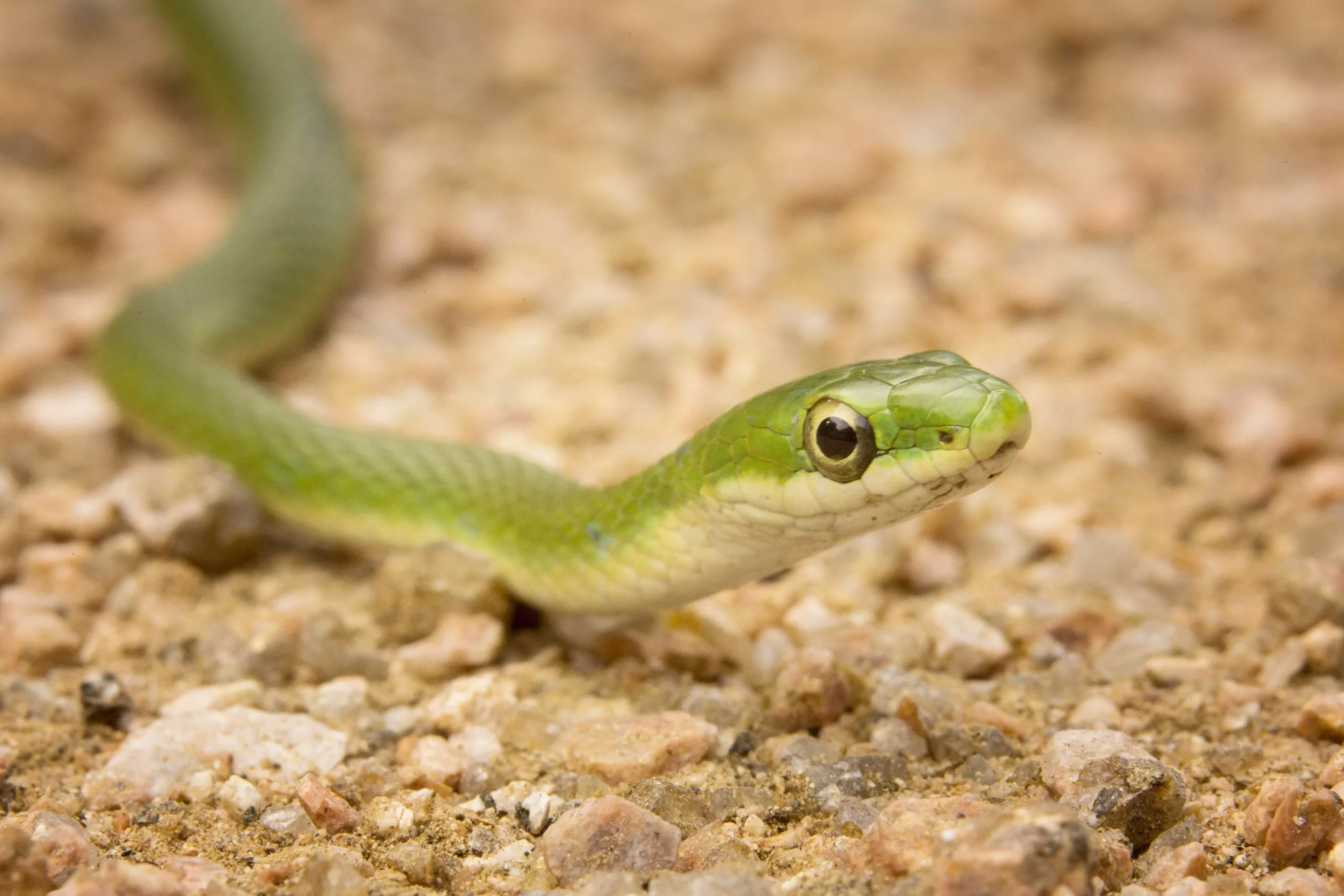 The Care and Considerations for Keeping Green Snakes as Pets