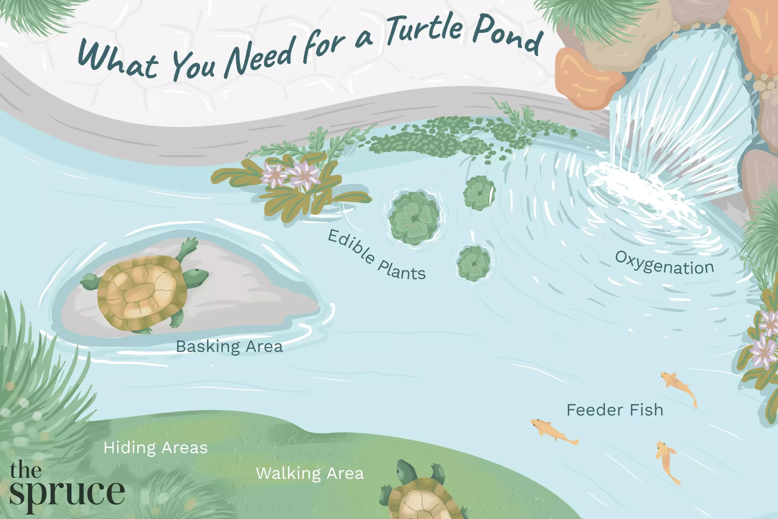 The Essential Guide to Caring for Aquatic Turtles: What You Need to Know