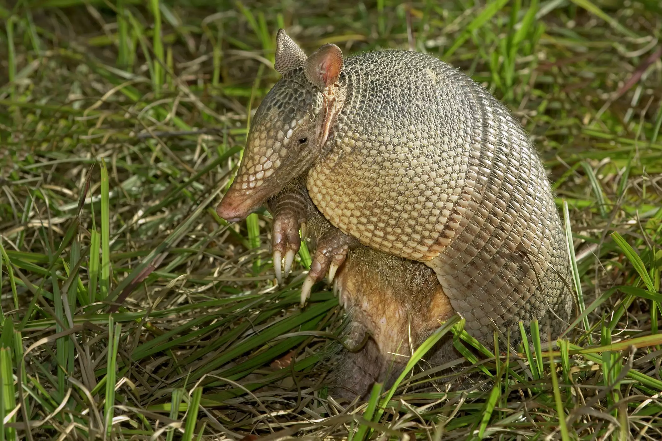 The Unique Challenge of Caring for Armadillos as Pets