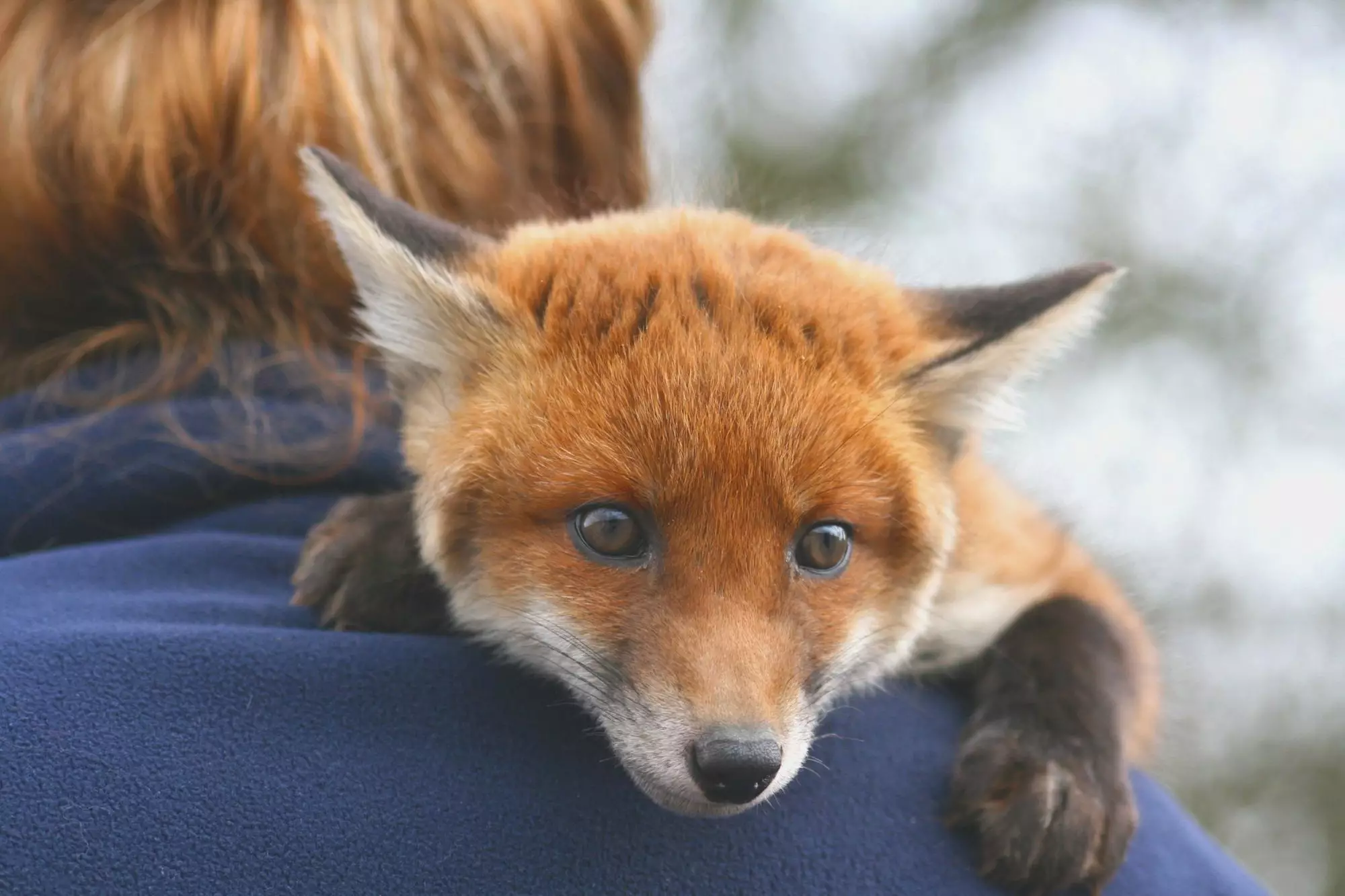 The Nutritional Needs of Pet Foxes: A Comprehensive Guide