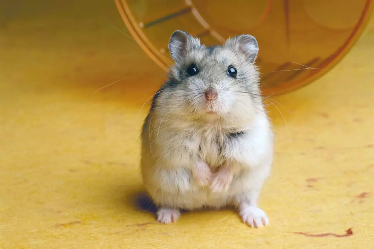 Understanding Hamster Behavior: Biting and Building Trust