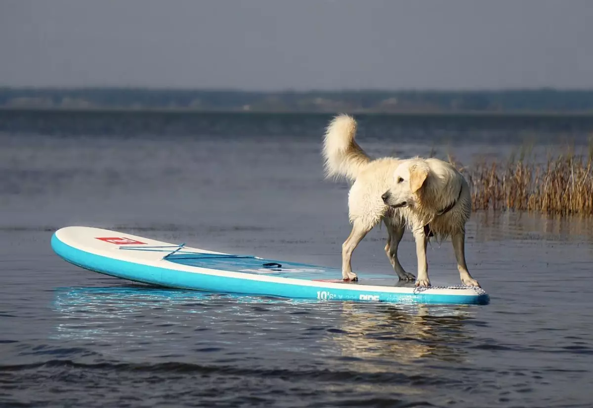 Unlocking Canine Genius: The Most Trainable Dog Breeds for Tricks