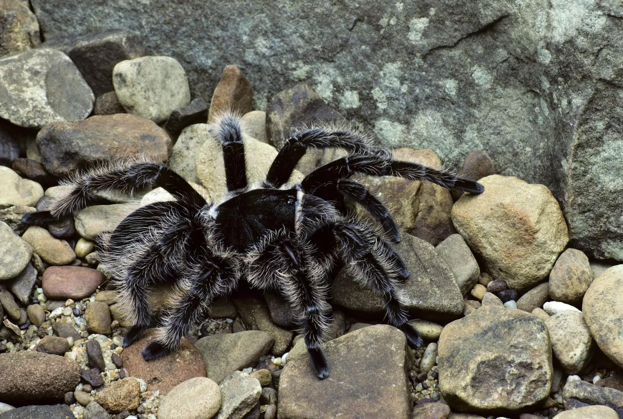 The Curly Hair Tarantula: A Unique and Intriguing Companion