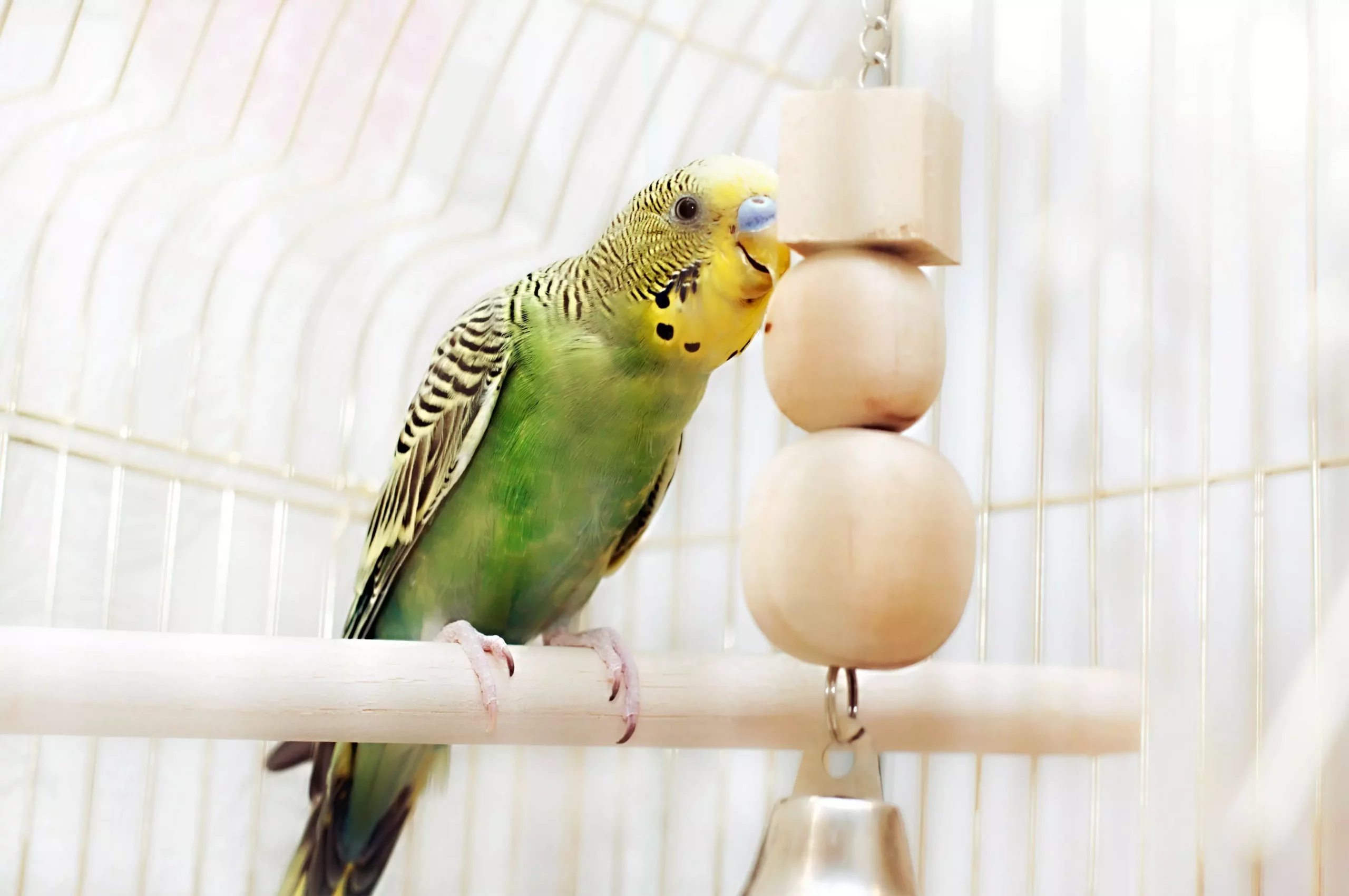 Enhancing the Lives of Pet Birds: Tips for Better Bonding and Engagement