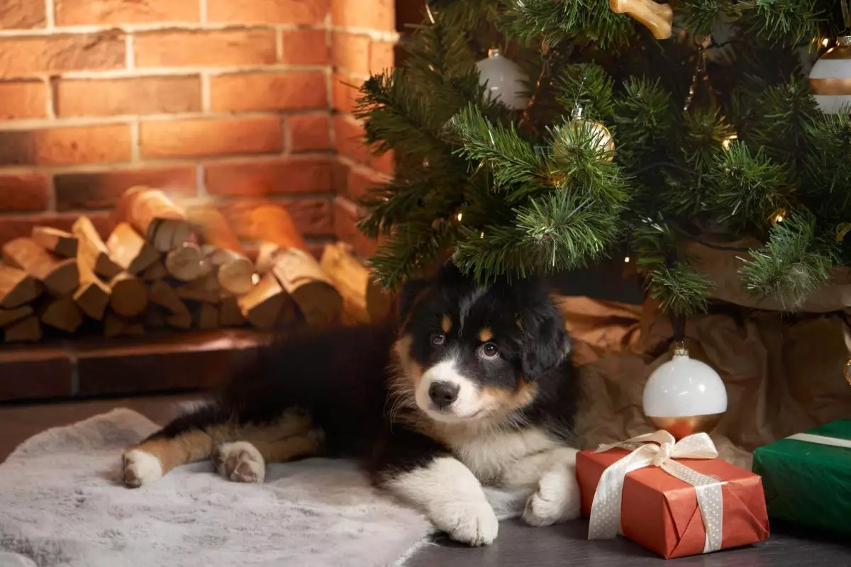 The Ultimate Guide to Adding a Canine Companion During the Holidays