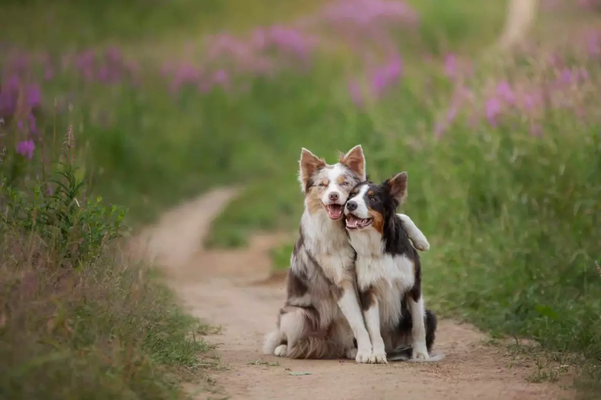 The Joyful Indicators of a Happy Dog: How to Recognize Your Pup’s Contentment