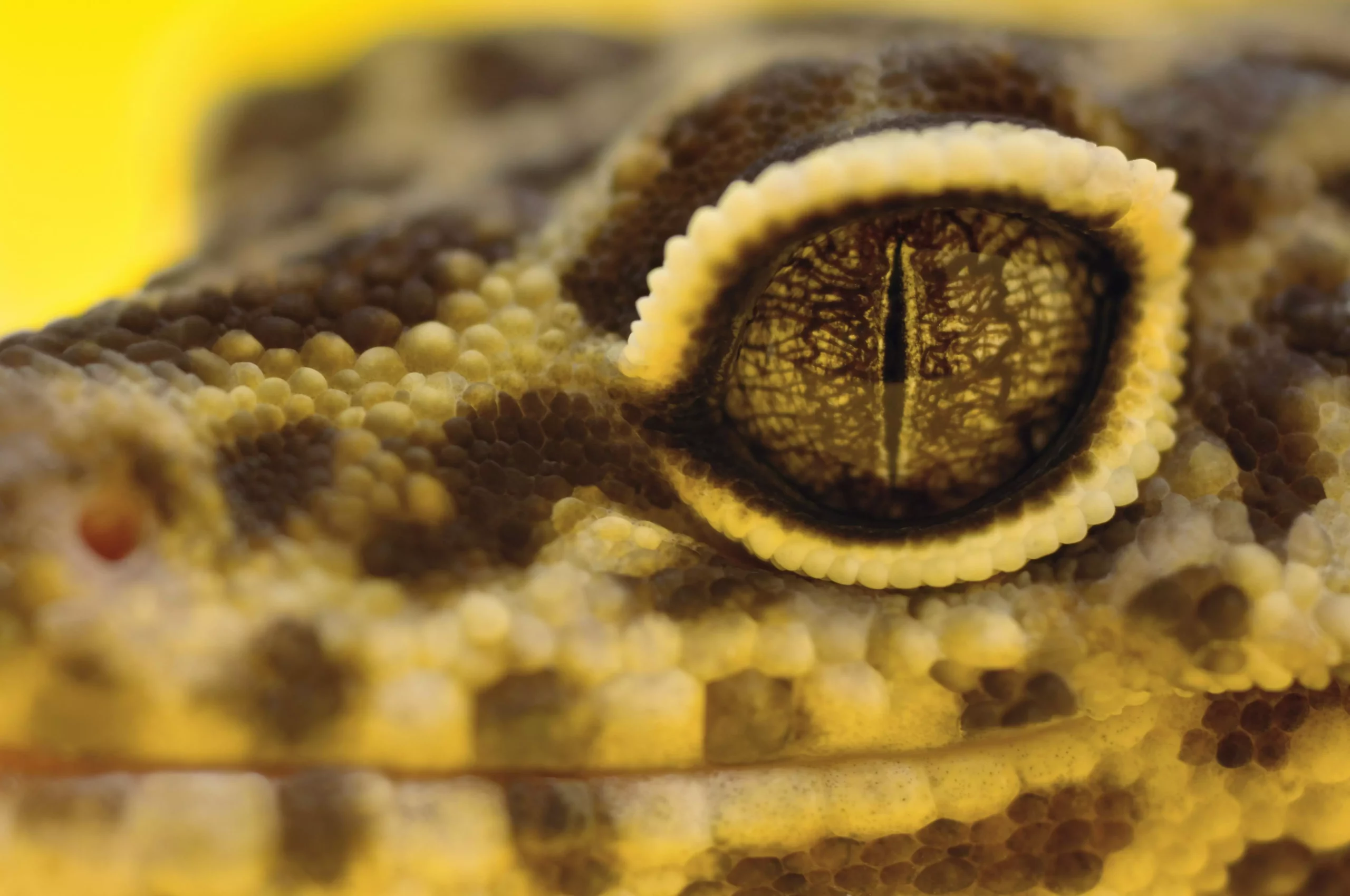 Comprehensive Care for Leopard Gecko Eye Health: Identifying and Preventing Problems