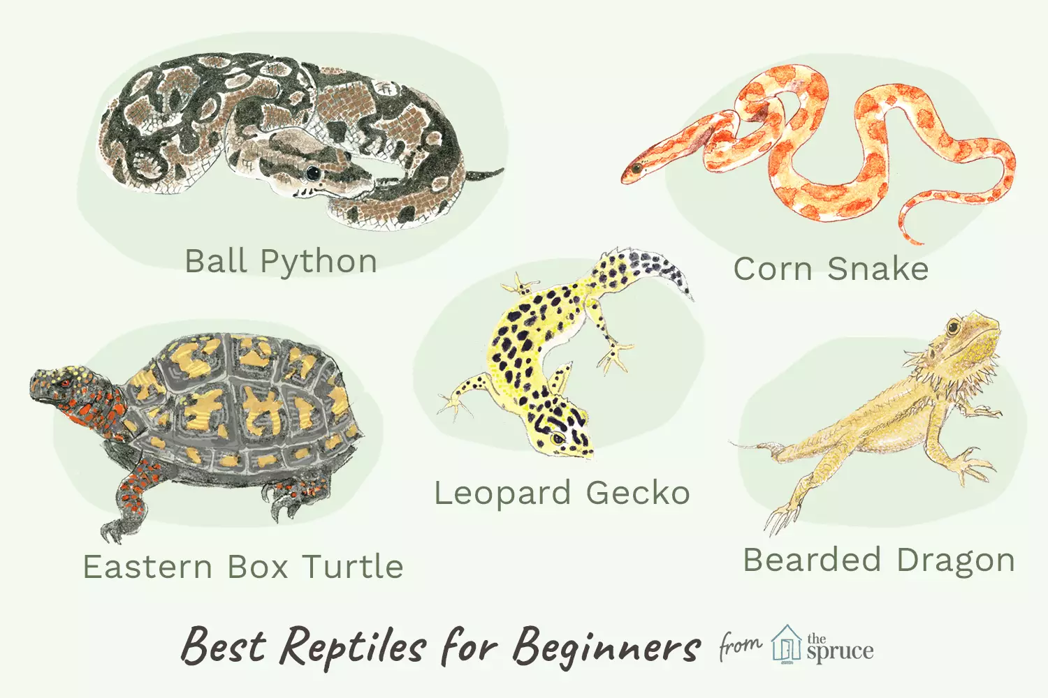 The Essential Guide to Choosing Reptiles as Pets: What Beginners Need to Know