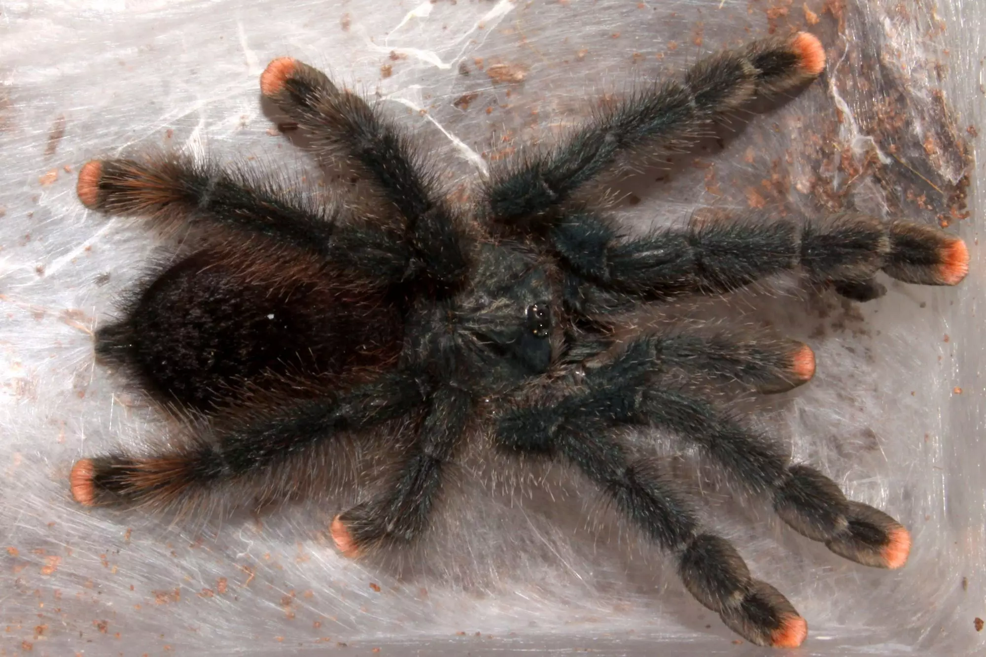 Understanding the Pink Toe Tarantula: A Unique Addition to Your Exotic Pet Collection