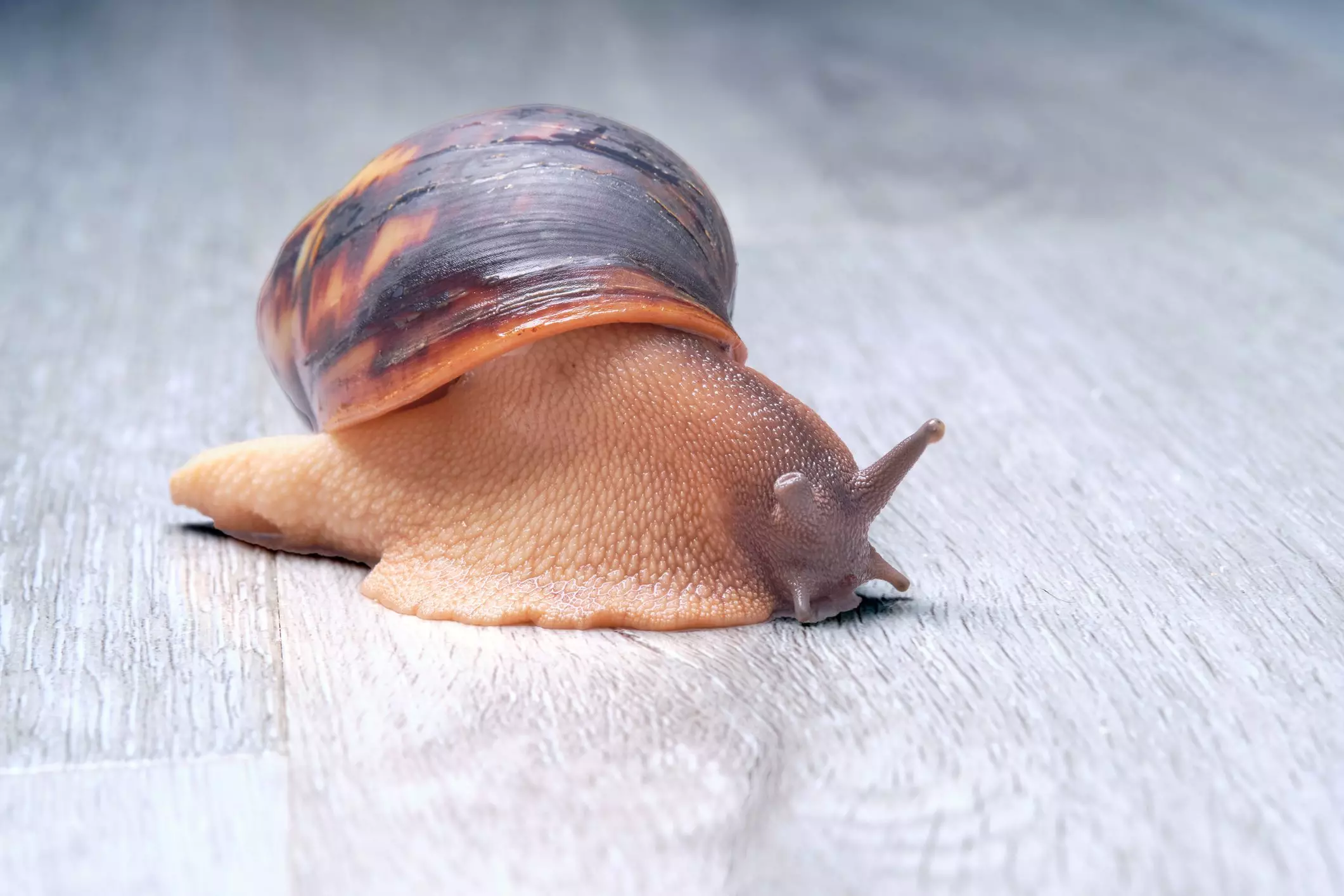 The Sleep Patterns and Care of Pet Snails: Understanding Your Gastropod’s Needs