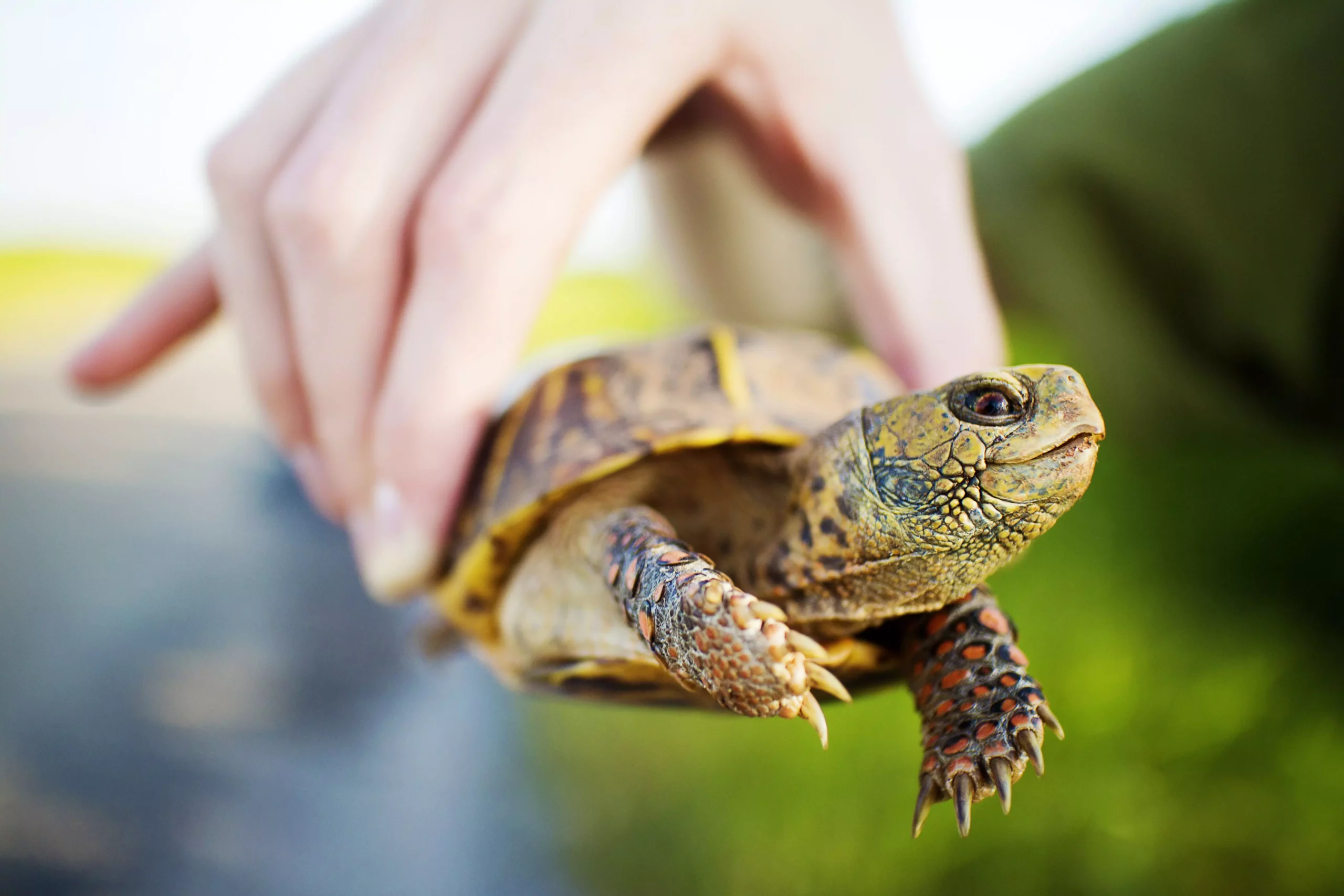 The Intricate Care of Box Turtles: A Guide for Potential Pet Owners