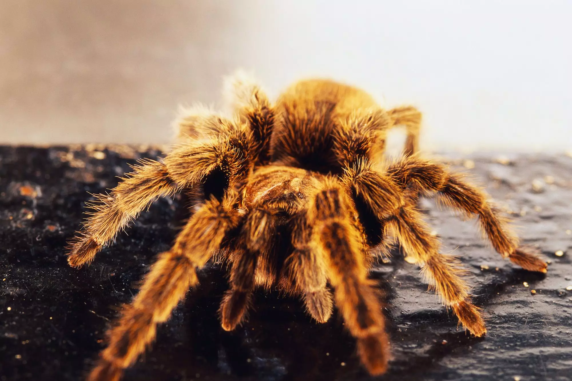 The Allure of the Chilean Rose Tarantula: A Comprehensive Guide for New Owners