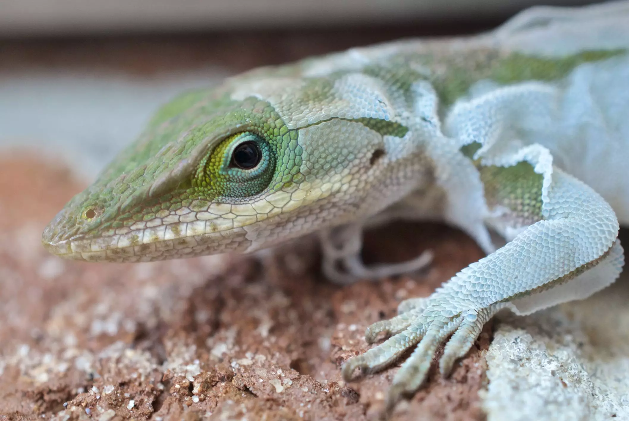 Understanding Dysecdysis in Reptiles: Prevention and Care