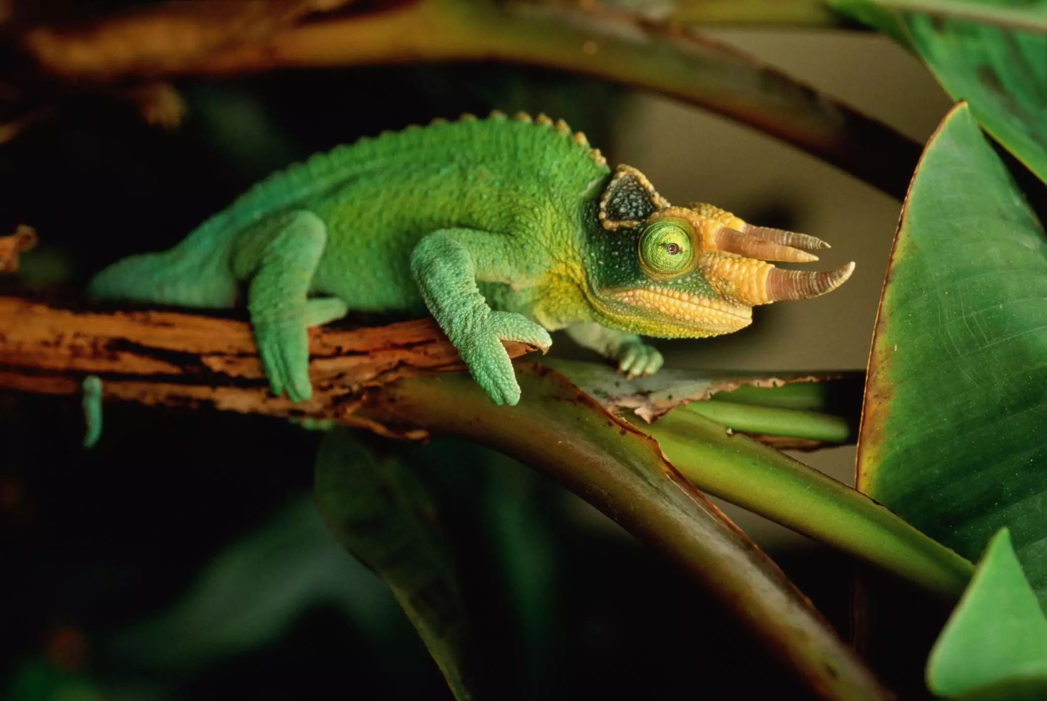 The Fascinating World of Jackson’s Chameleons: Care and Conservation