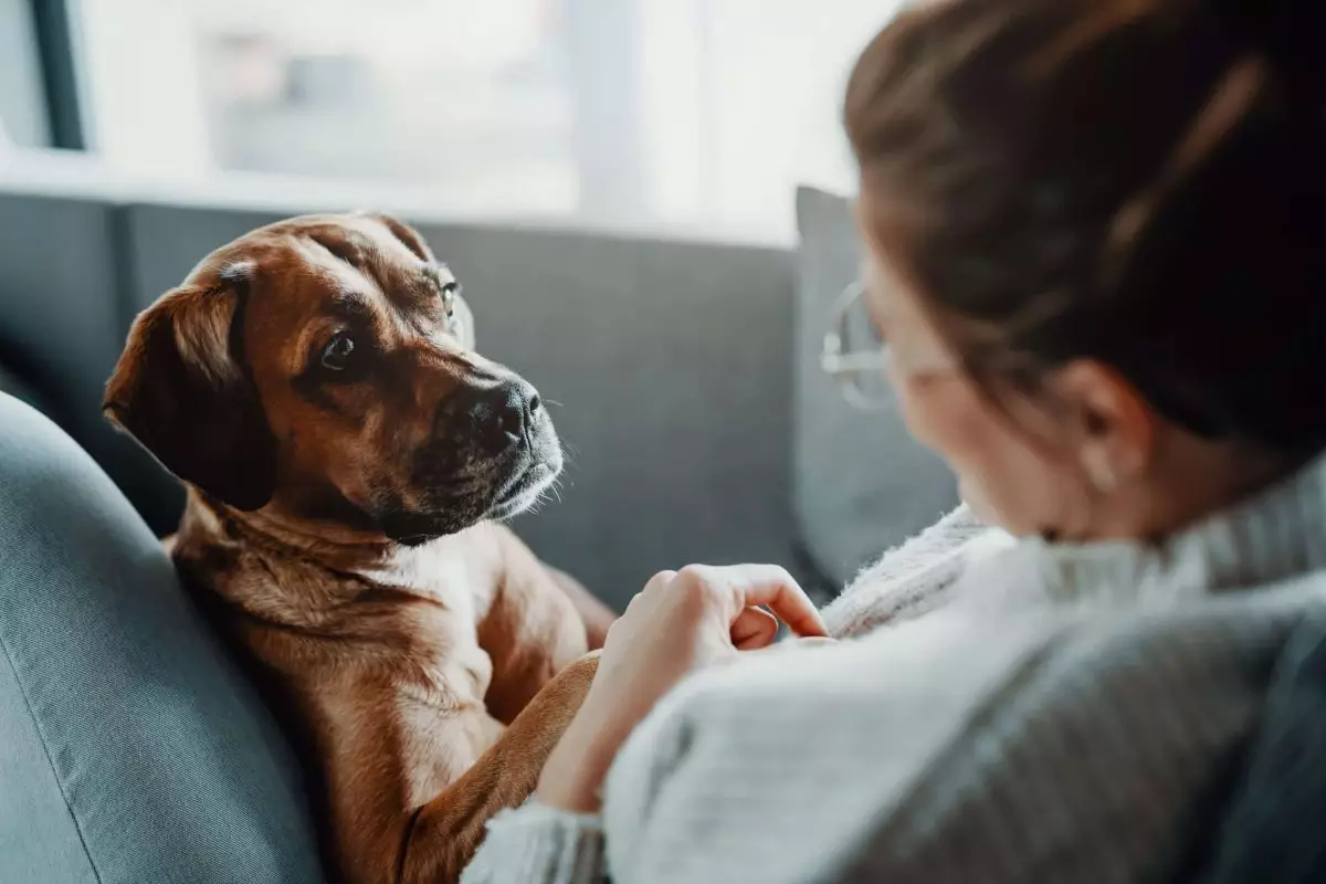 The Silent Guardians: How Dogs Protect Without Barking