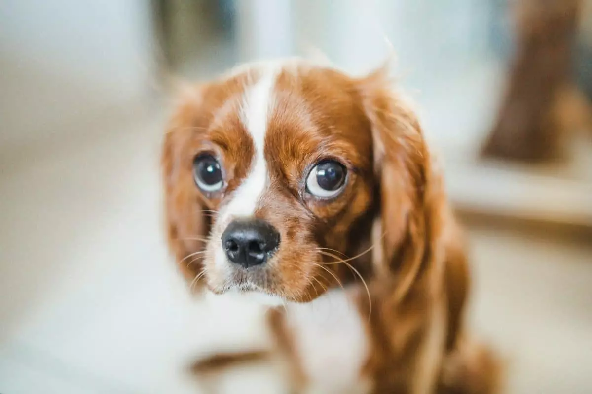 The Unspoken Language of Dogs: A Deep Dive into Their Soulful Eyes