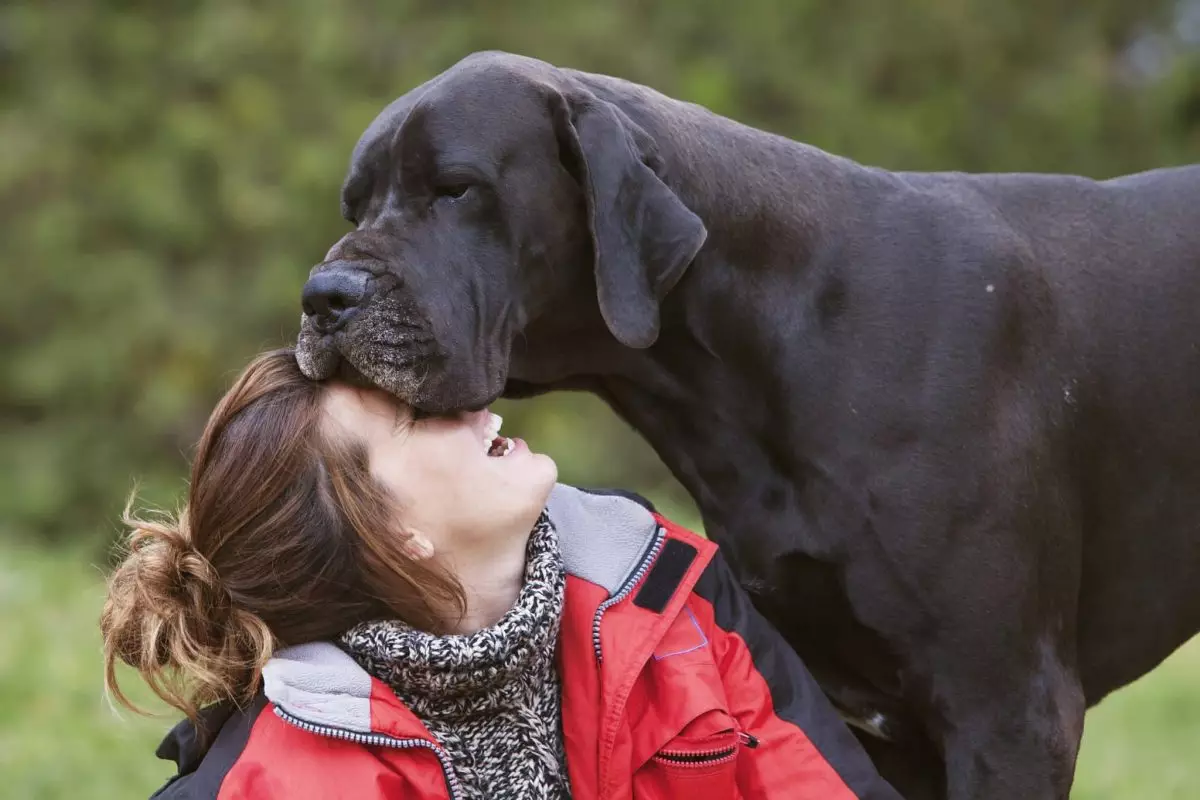 The Unspoken Language of Dogs: Understanding Their Affection for Us