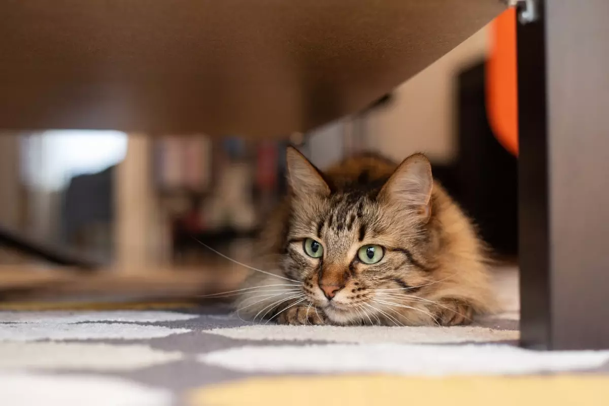 The Intriguing Psychology of Cats: Unraveling the Strategies of Our Feline Friends