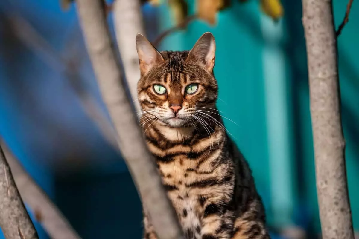 The Feline Stars: A Glimpse into Cat Breeds with Glamour and Charisma