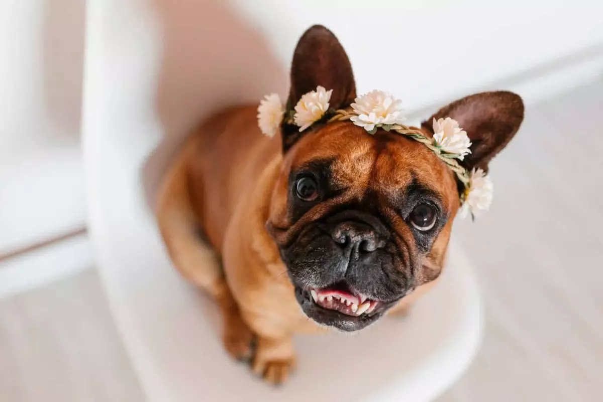 Unleashing Happiness: The Delightful Breeds That Brighten Our Homes