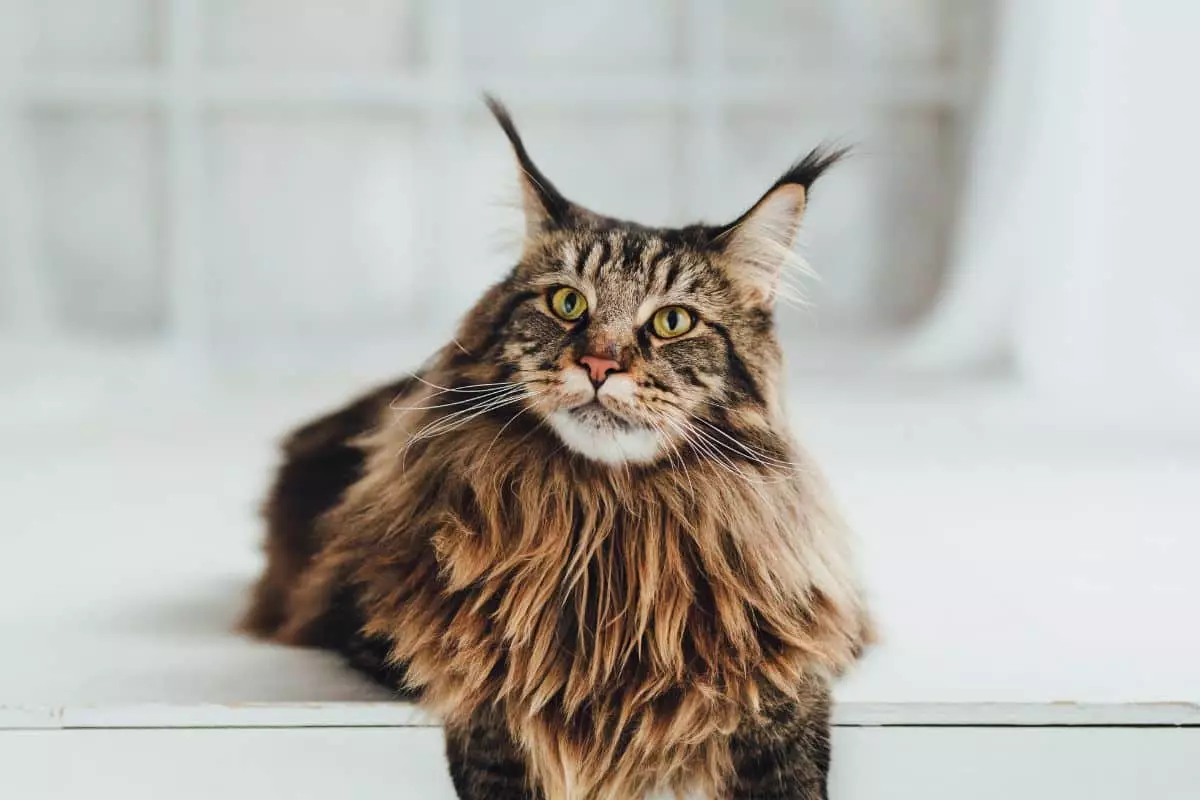 The Royal Reign of Cats: Understanding Their Majestic Behaviors