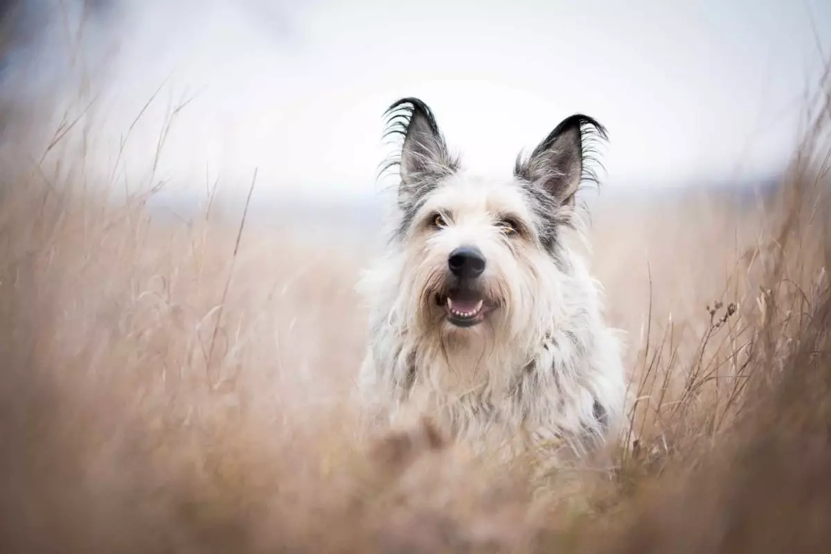 The Heartwarming Companions: Uncovering Joyful Dog Breeds That Enrich Our Lives