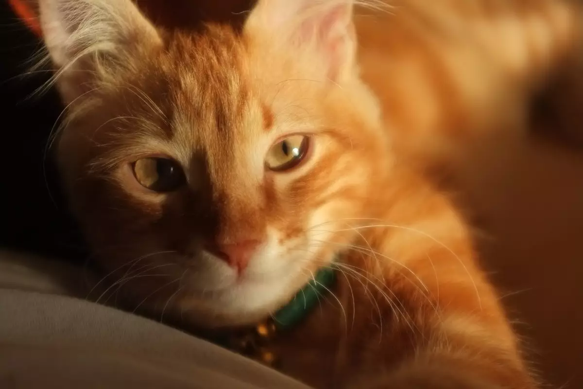 Lessons from Our Feline Friends: How Cats Guide Us to a Better Life