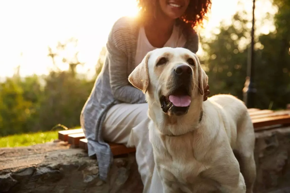 The Silent Language of Canine Affection: Understanding Your Dog’s Unspoken Bond