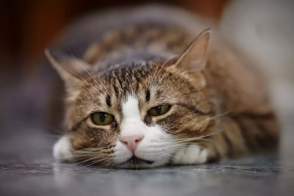 Understanding Your Cat’s Emotional Needs: Signs of Loneliness and What to Do