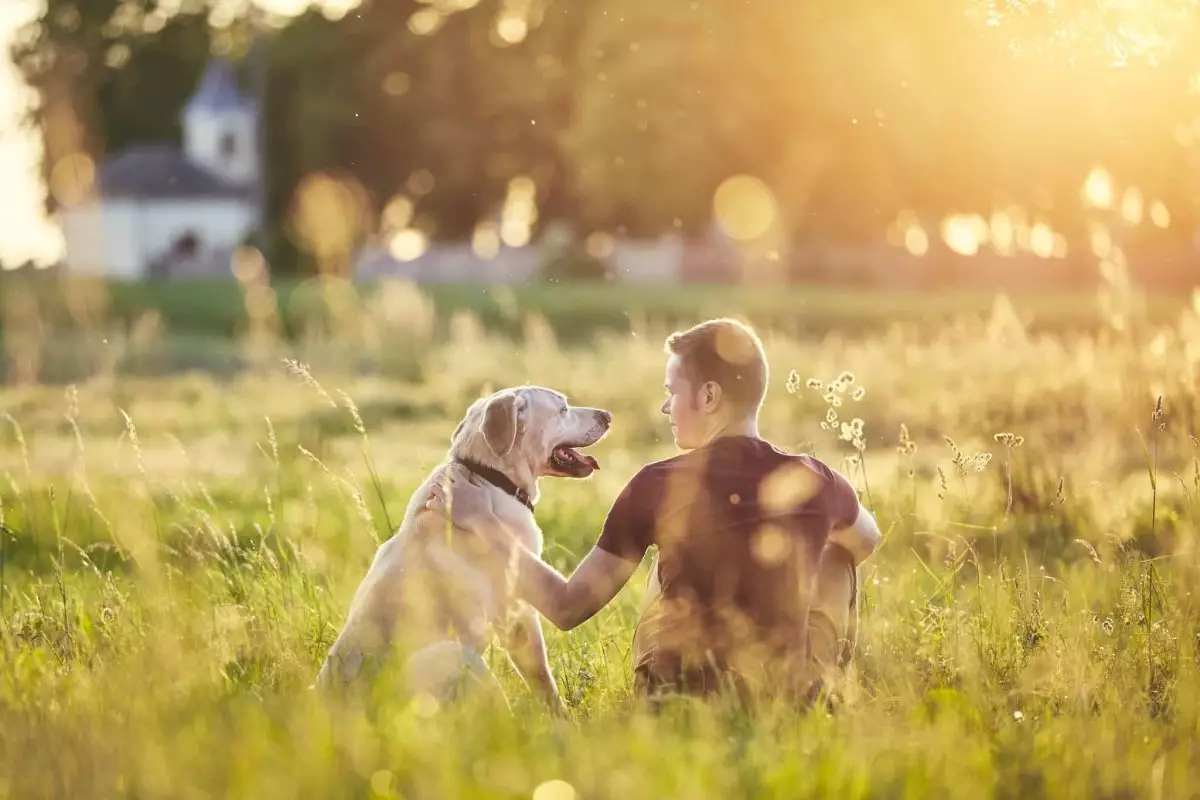 Top Dog Breeds That Bring Sunshine Into Your Life