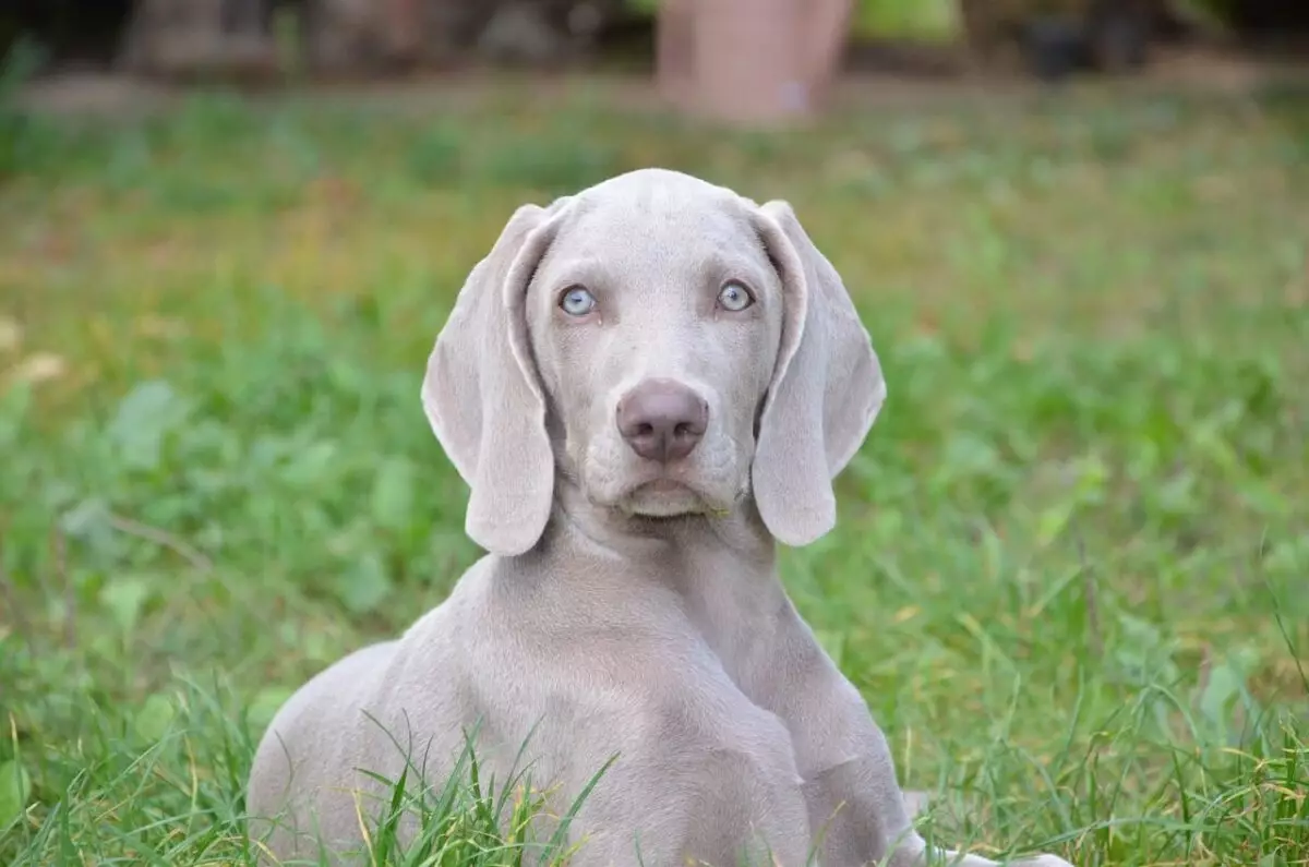 The Essential Guide to Caring for Your Weimaraner: Tools and Tips