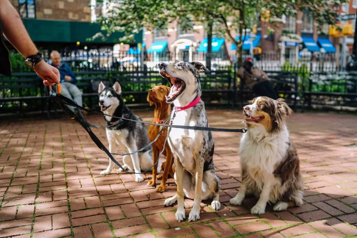 The Profound Joys of Owning a Dog: A Life Enriched by Canine Companionship