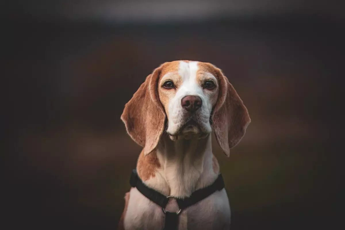 Unveiling the Charm of Beagles: Nine Intriguing Insights