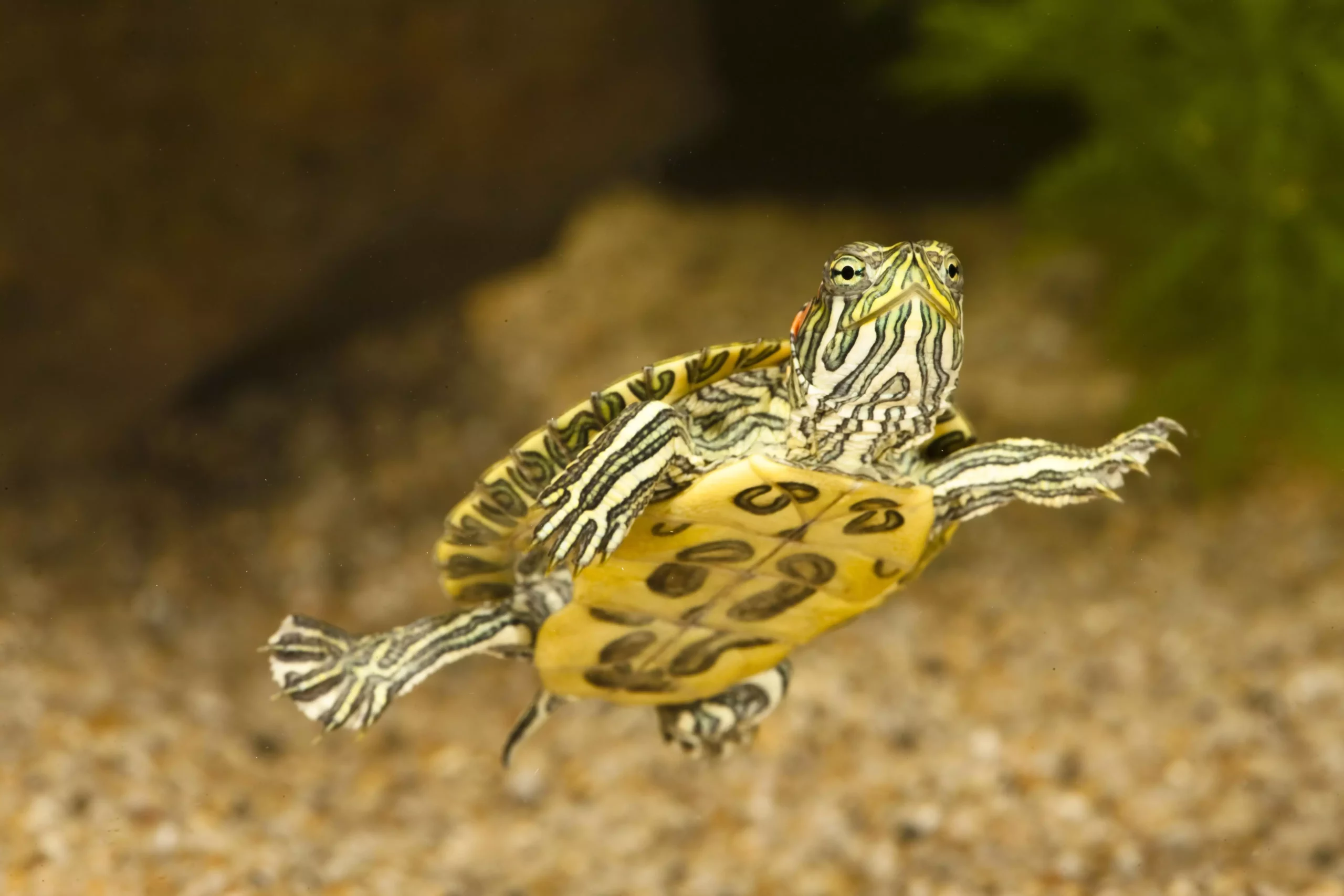 The Essential Guide to Caring for Red-Eared Slider Turtles