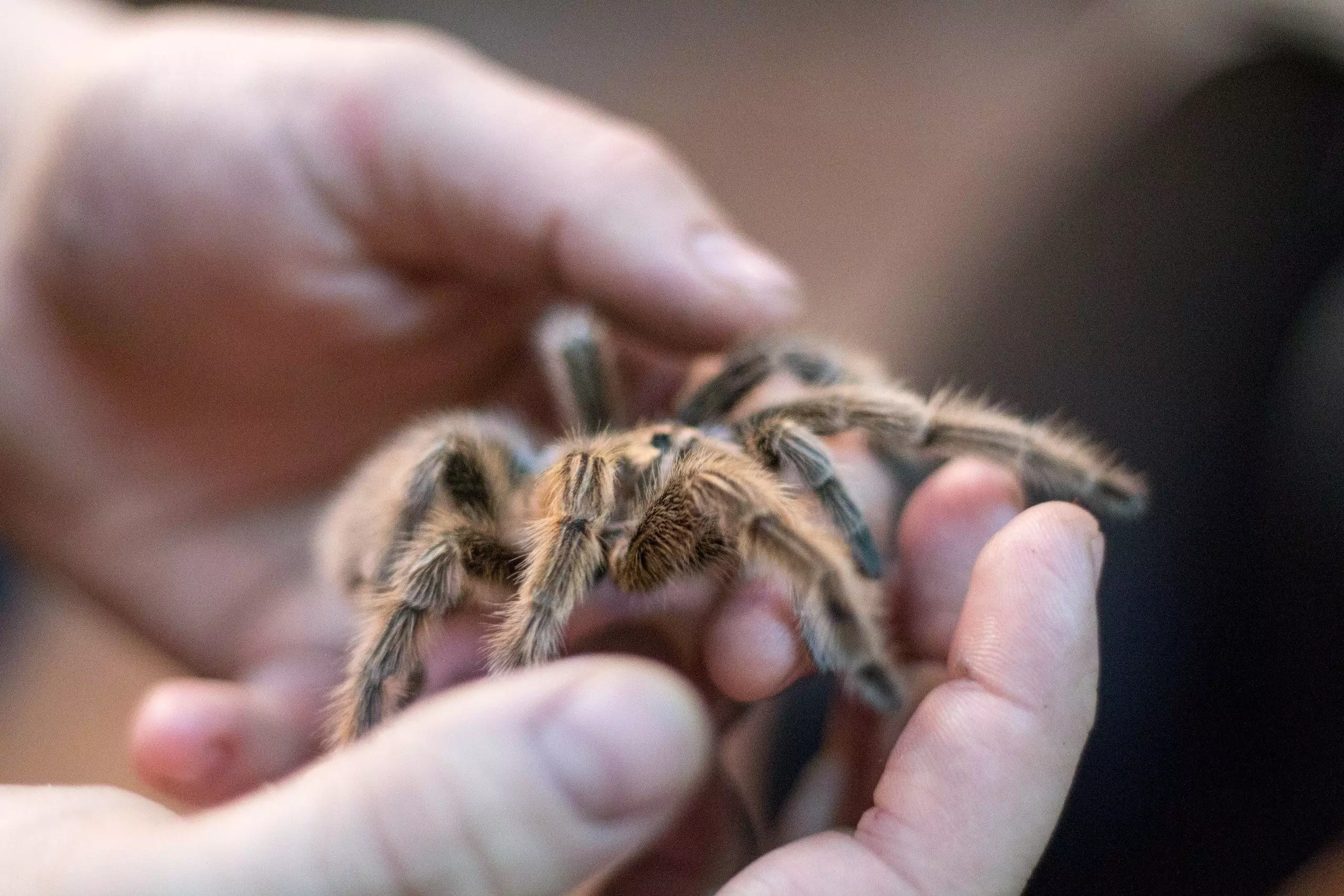 The Allure and Challenges of Keeping Tarantulas as Pets