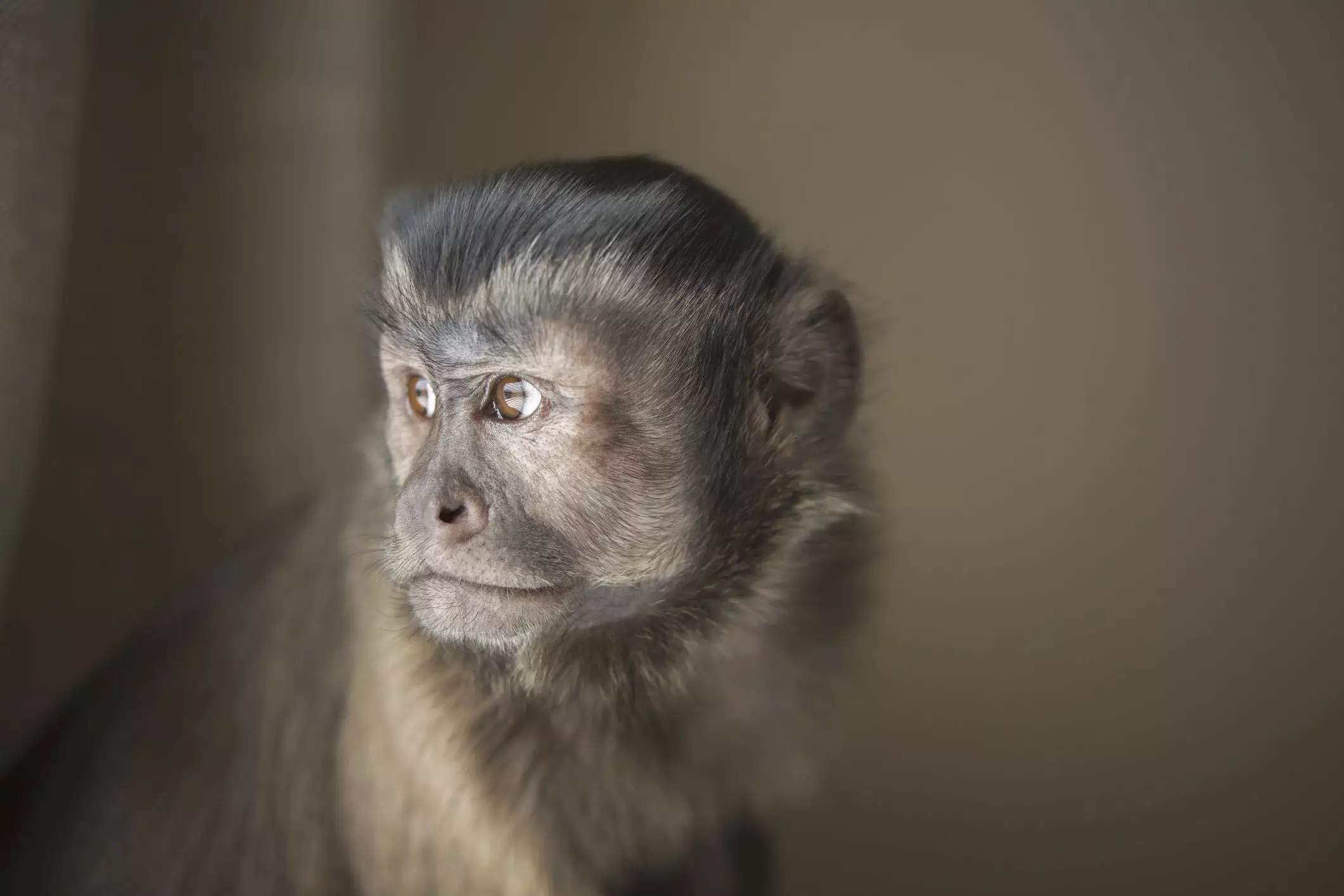 The Realities of Capuchin Monkeys as Pets: An In-Depth Examination