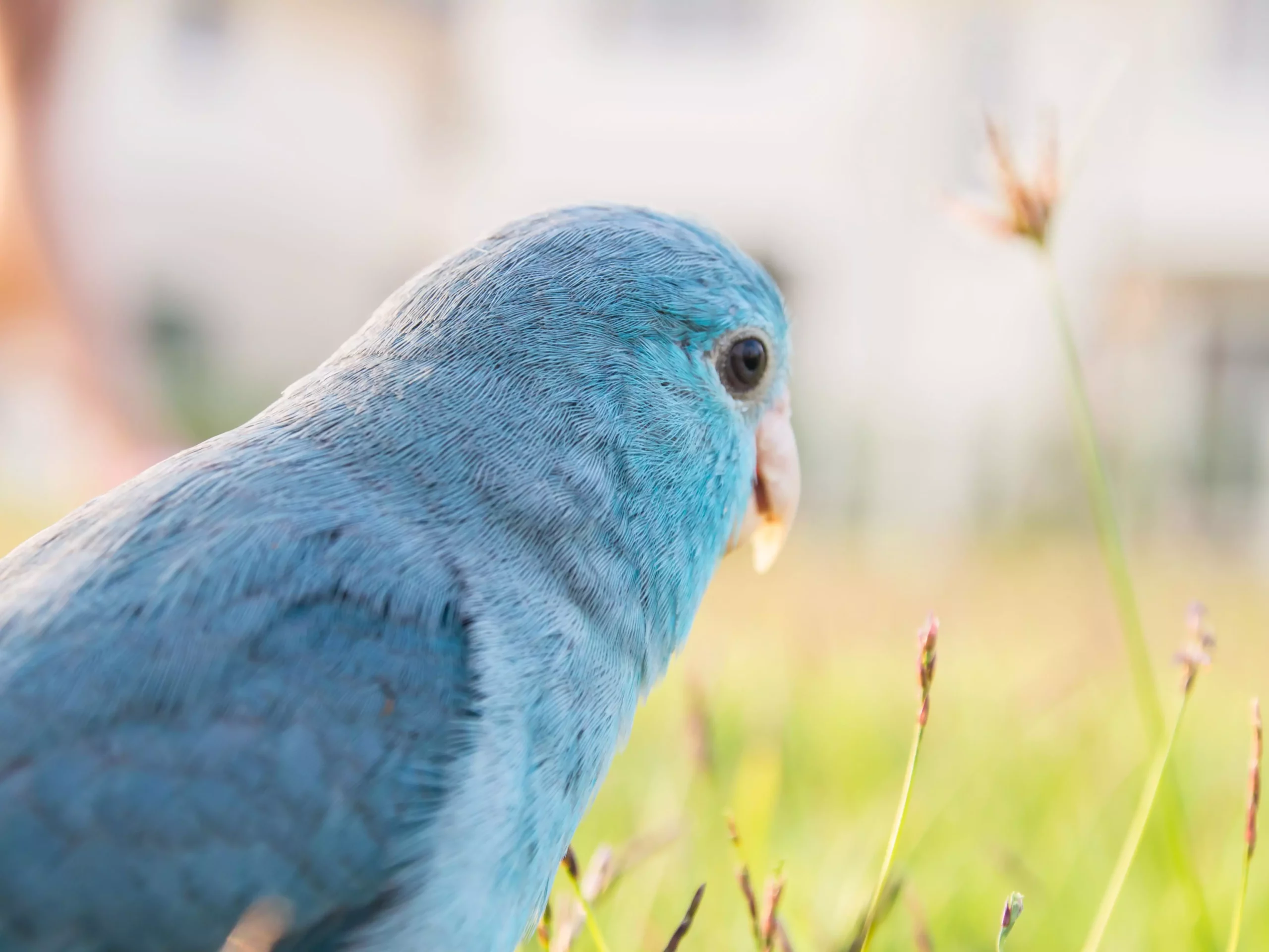 Finding Your Ideal Feathered Companion: A Guide to Colorful Parrots