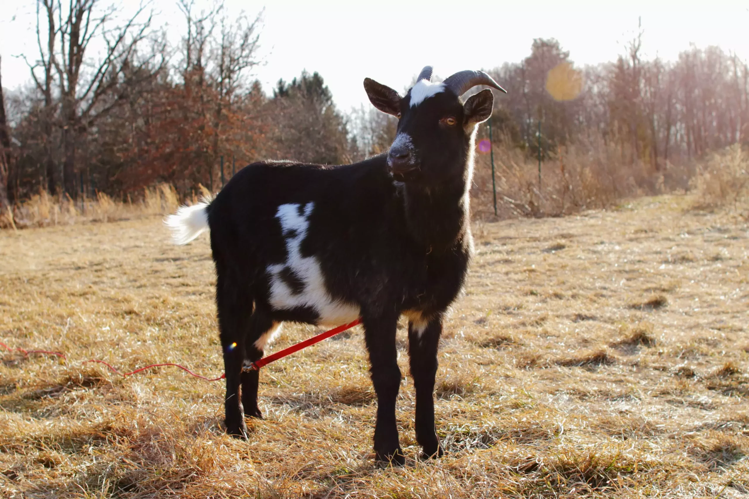 The Joys and Responsibilities of Raising Goats as Pets