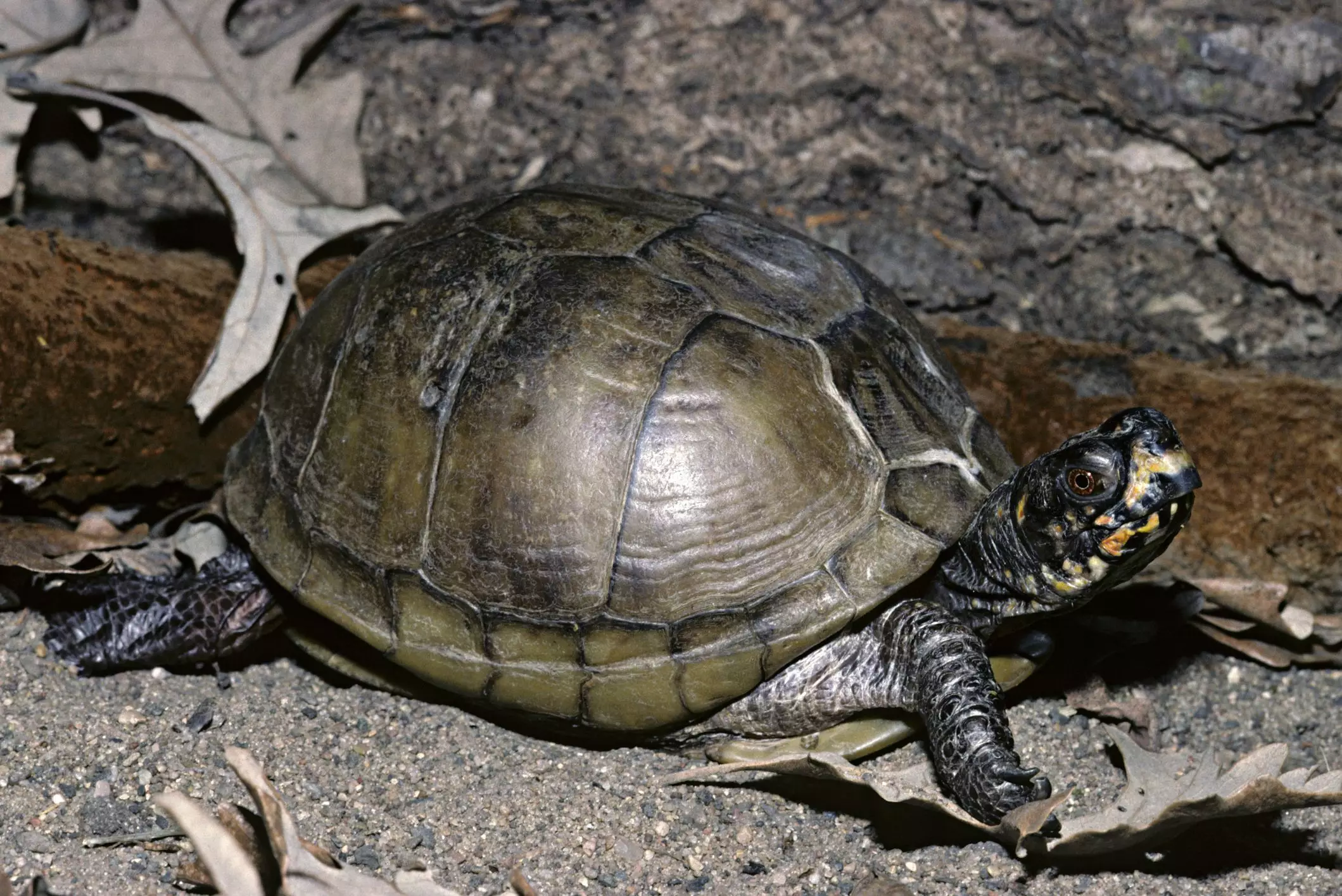 The Three-Toed Box Turtle: A Complete Guide for Enthusiasts