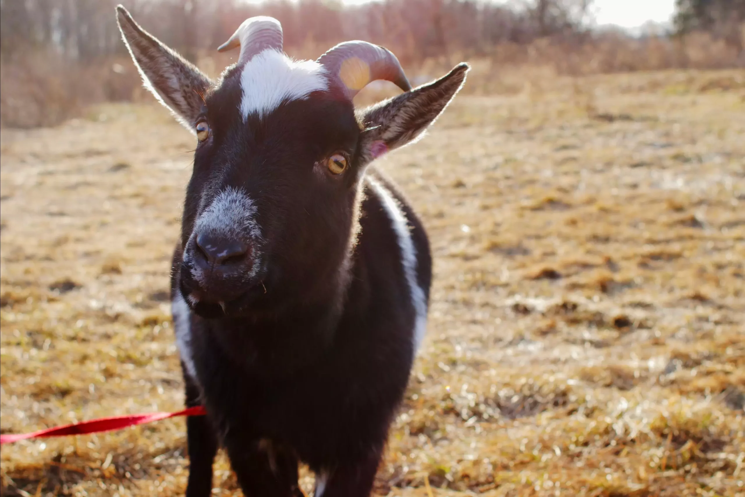 Finding the Perfect Goat and Sheep Names: A Creative Guide