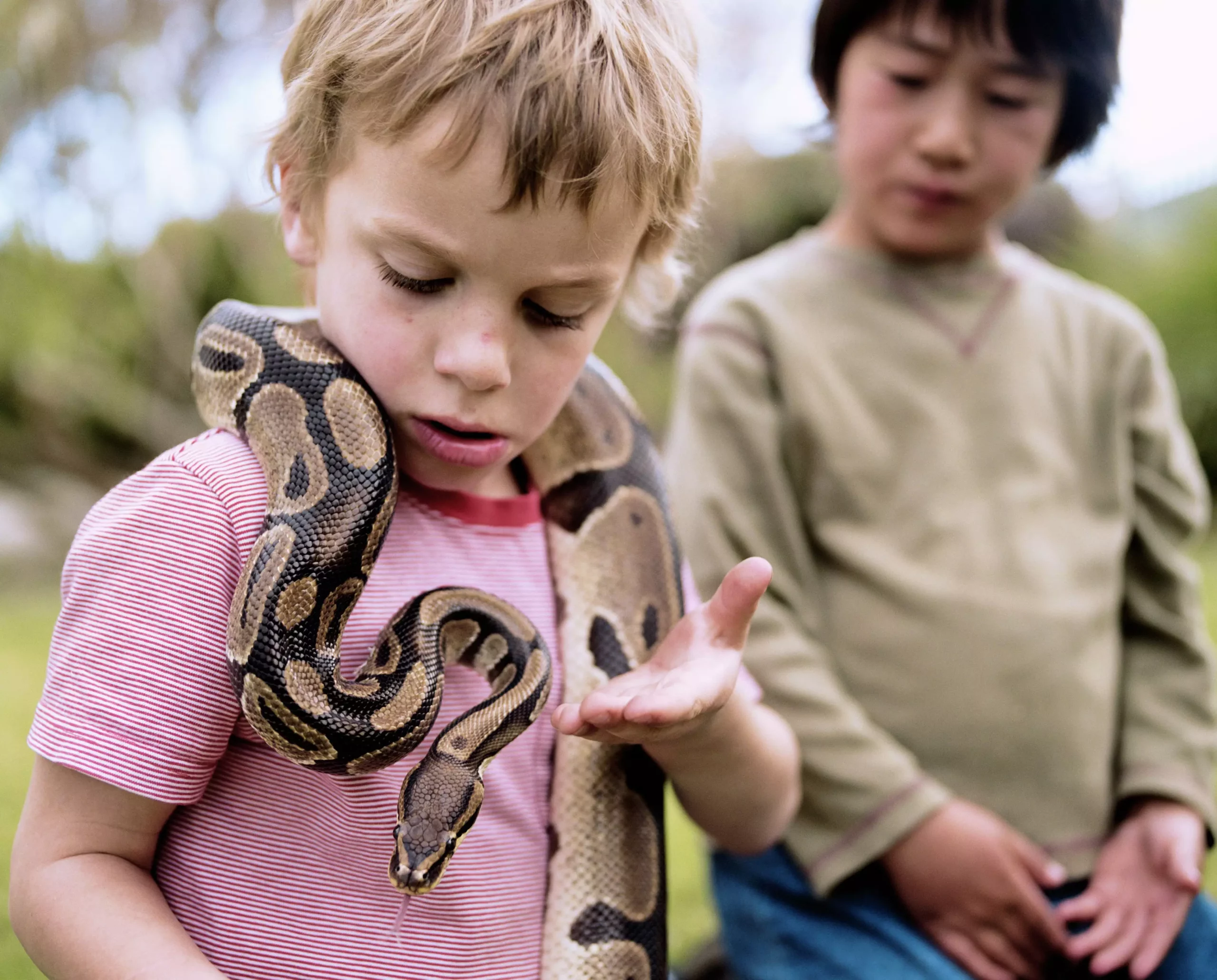 The Ideal Choice: Understanding the Ball Python for New Reptile Enthusiasts