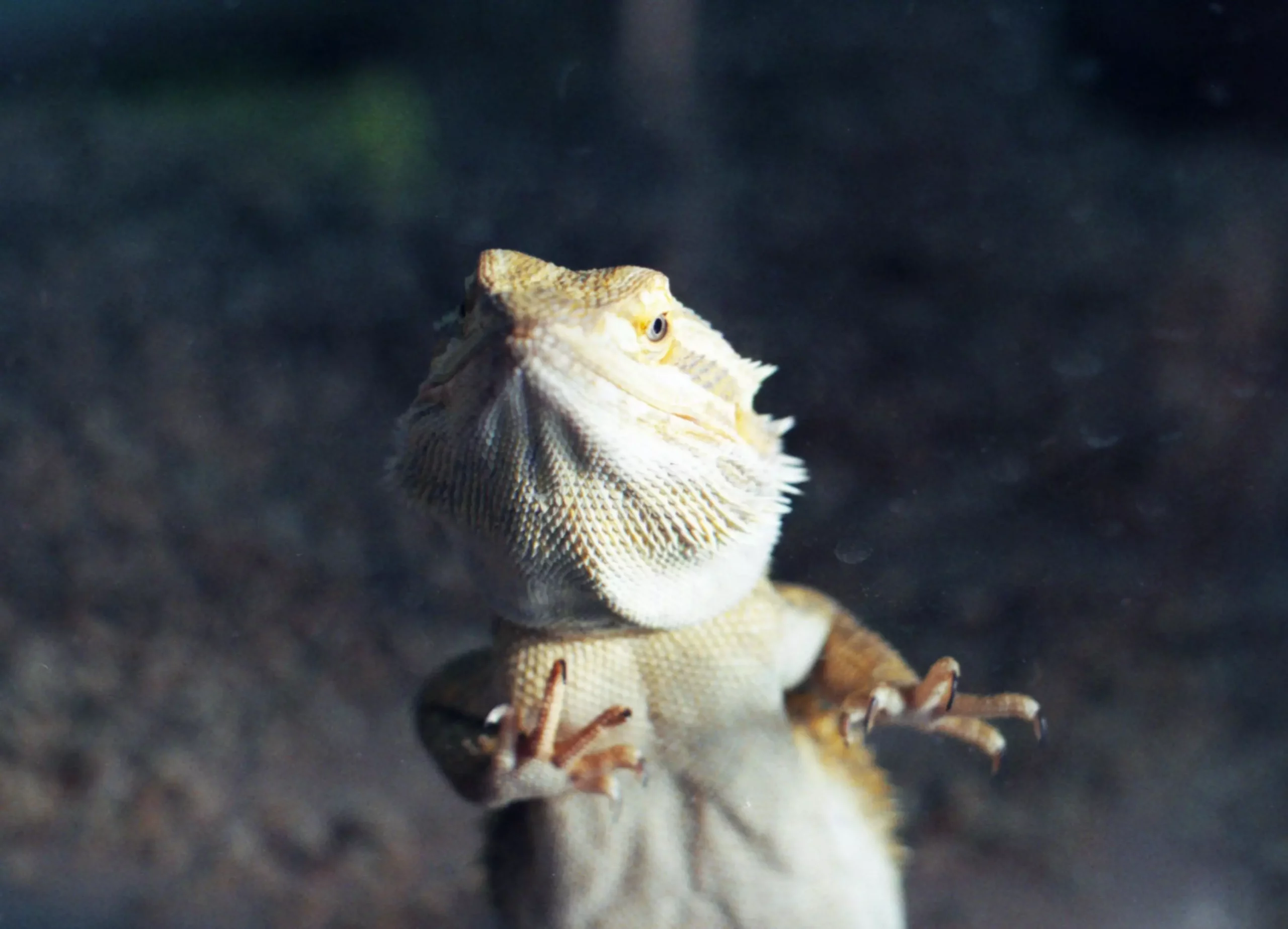 Understanding Bearded Dragon Behavior: Insights into Glass Surfing and Stress Management