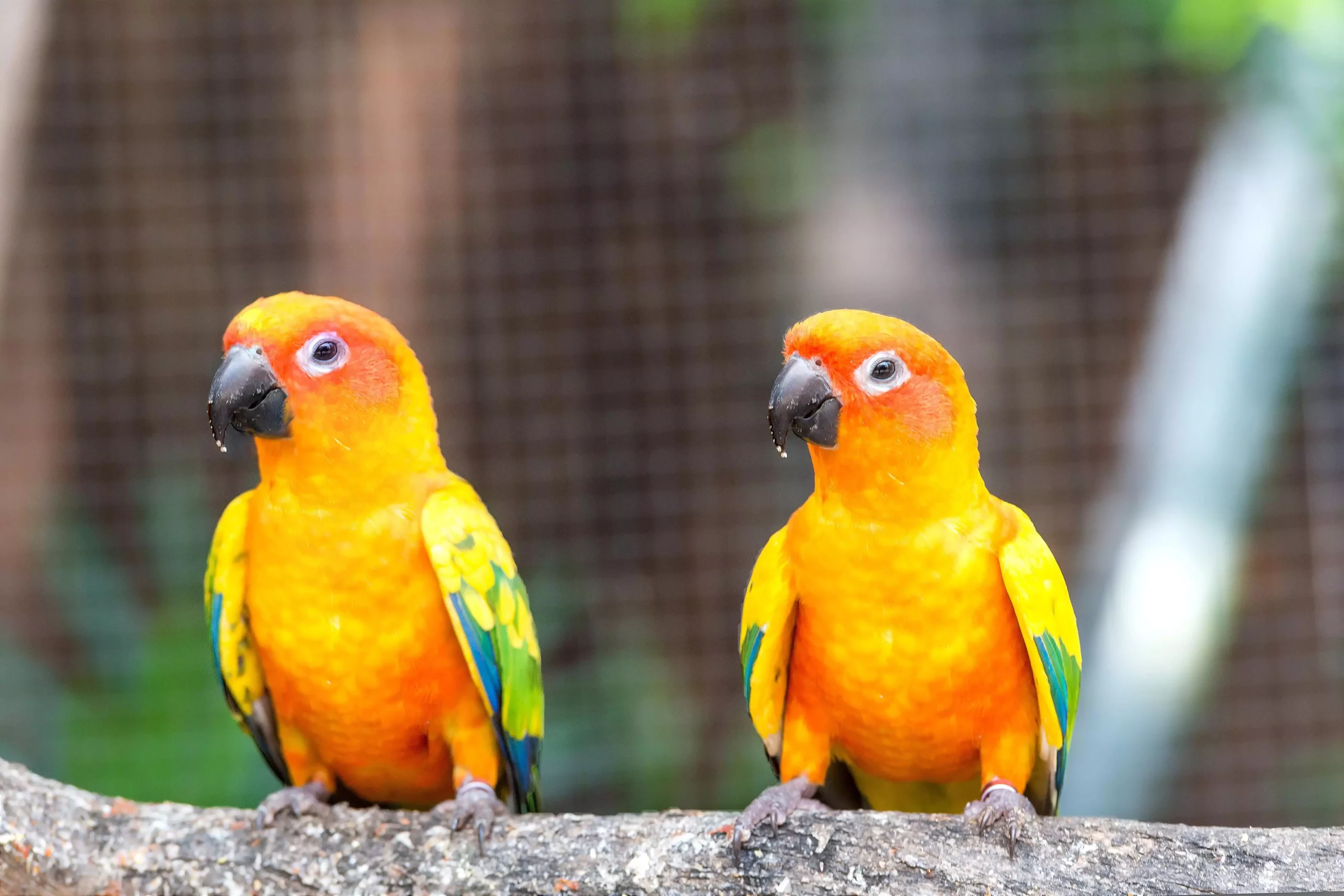 The Vibrant Sun Conure: A Comprehensive Guide to Care and Companionship