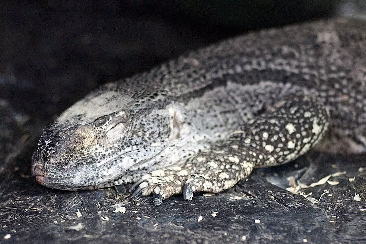 Understanding the Black-Throated Monitor Lizard: Care and Considerations