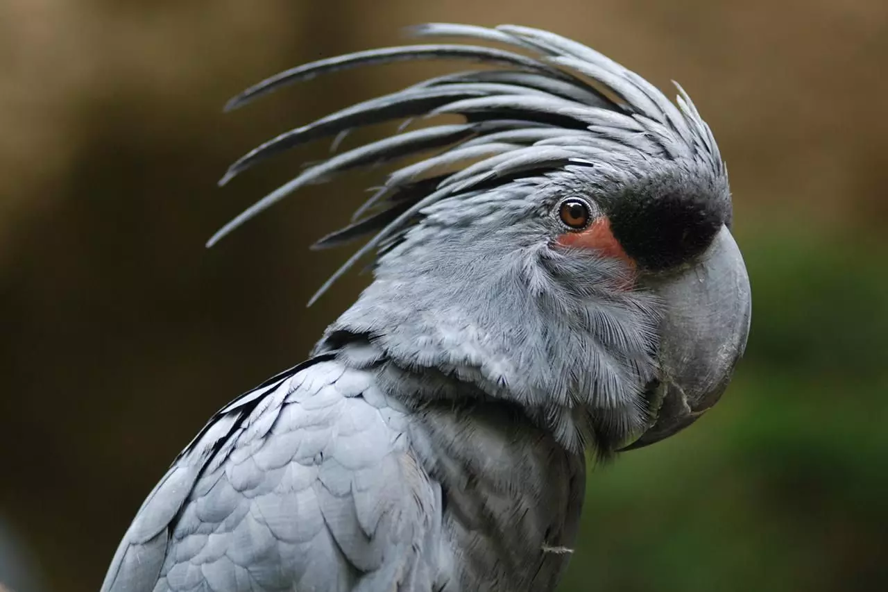 The Majestic Black Palm Cockatoo: A Unique Companion for the Experienced Bird Enthusiast