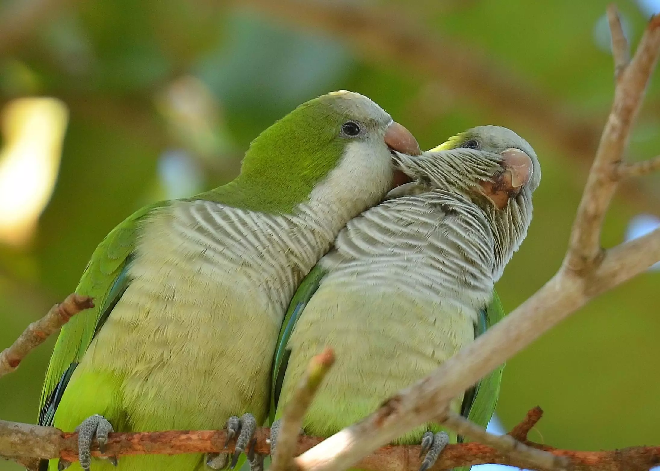 The Charismatic Quaker Parrot: A Comprehensive Guide