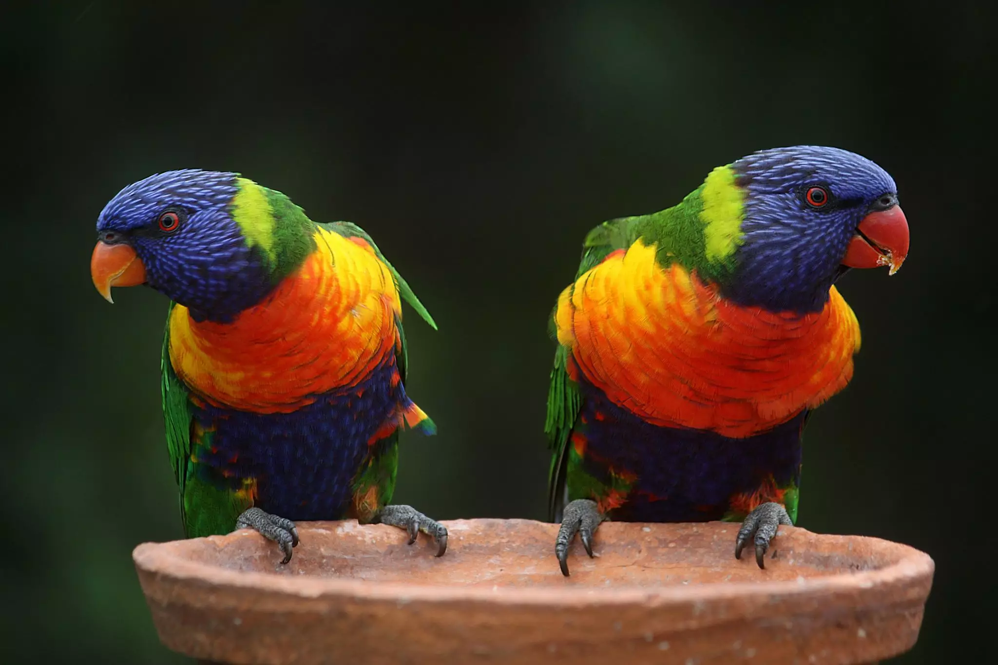 The Colorful Life of Rainbow Lorikeets: A Portrait of Playfulness and Care